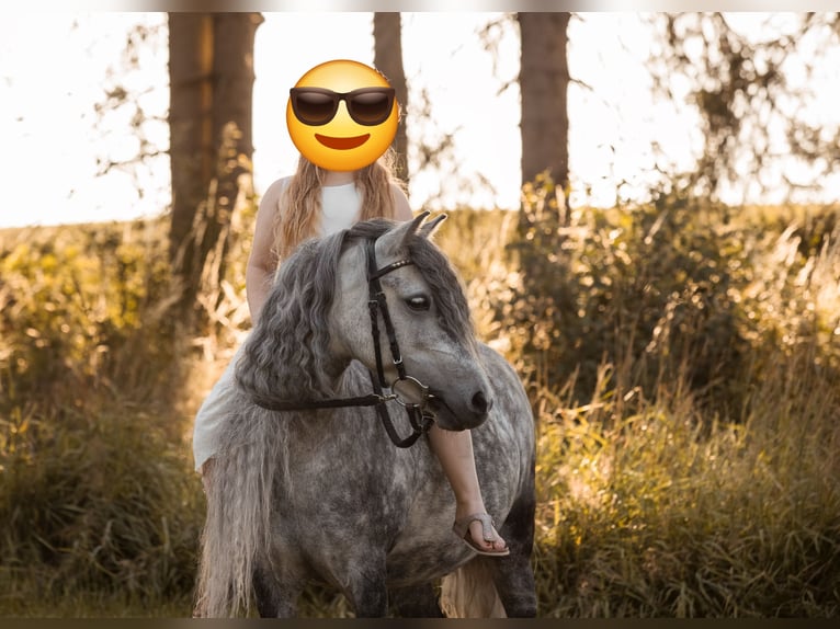 Welsh A (Mountain Pony) Mix Mare 13 years 11,2 hh Grey-Dapple in Regnitzlosau