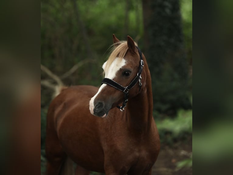 Welsh A (Mountain Pony) Mare 13 years 12.1 hh Chestnut-Red in Aalten