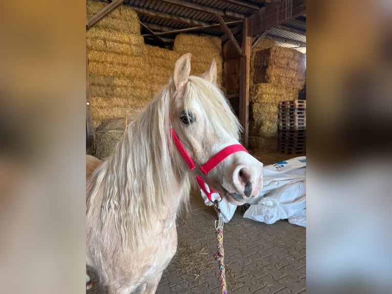 Welsh A (Mountain Pony) Mare 13 years 12.1 hh Palomino in Muggensturm