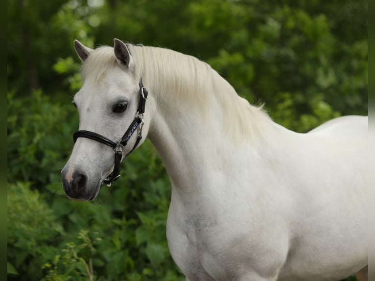 Welsh A (Mountain Pony) Mare 13 years 12 hh Grey in Aalten