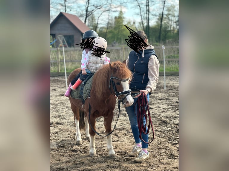 Welsh A (Mountain Pony) Mare 14 years 10,2 hh Chestnut in Essen (Oldenburg)