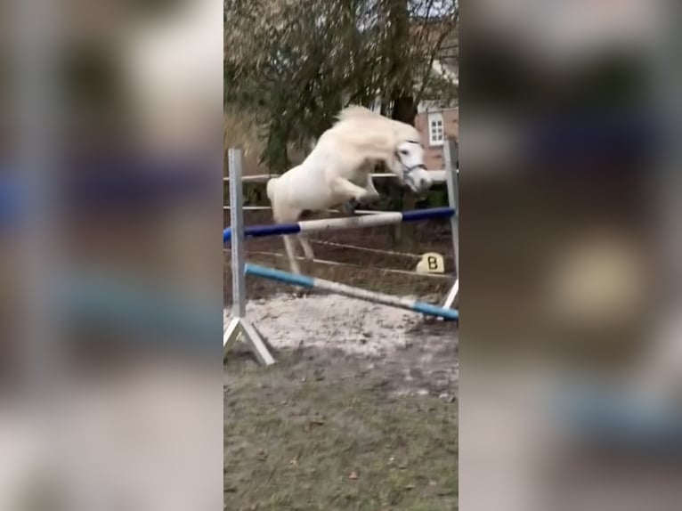 Welsh A (Mountain Pony) Mare 14 years 10,2 hh Grey in Gründau