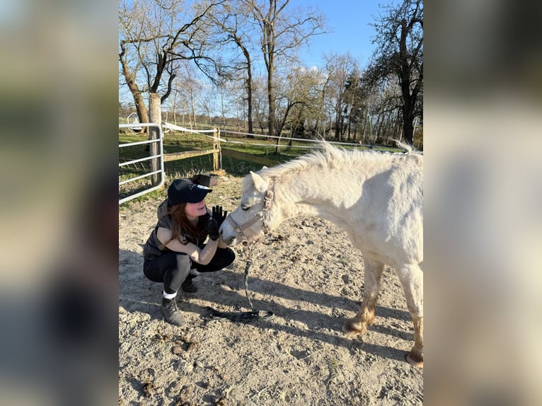 Welsh A (Mountain Pony) Mare 14 years 11.2 hh Grey in Hagen im Bremischen