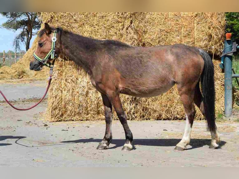 Welsh A (Mountain Pony) Mare 14 years 11,1 hh Brown in Herzberg