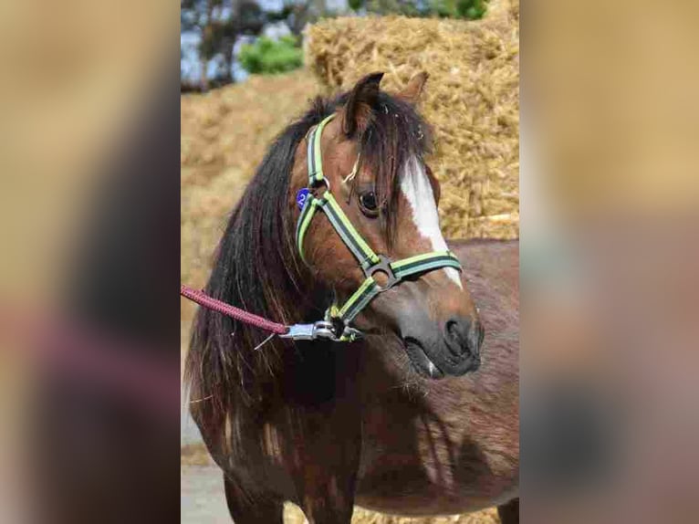 Welsh A (Mountain Pony) Mare 14 years 11,1 hh Brown in Herzberg