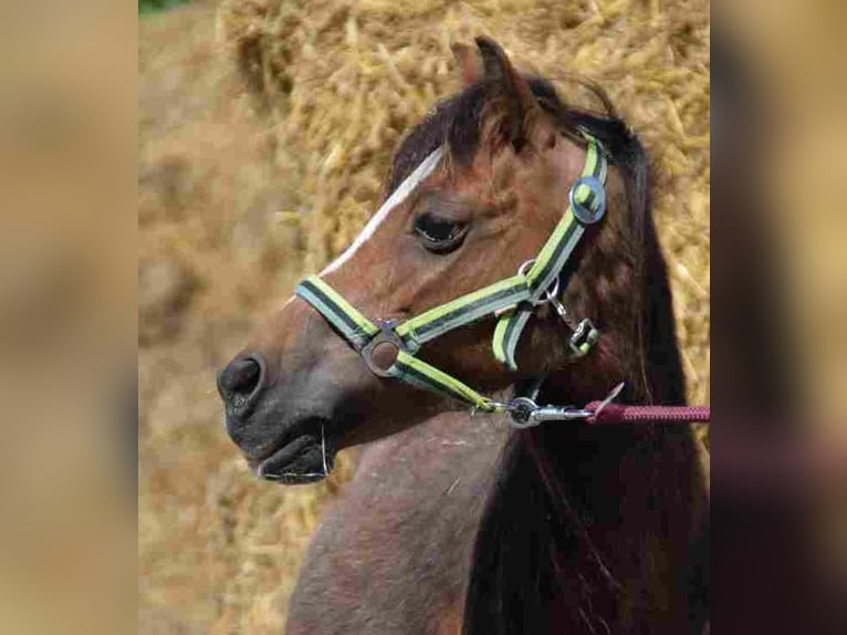 Welsh A (Mountain Pony) Mare 14 years 11,1 hh Brown in Herzberg