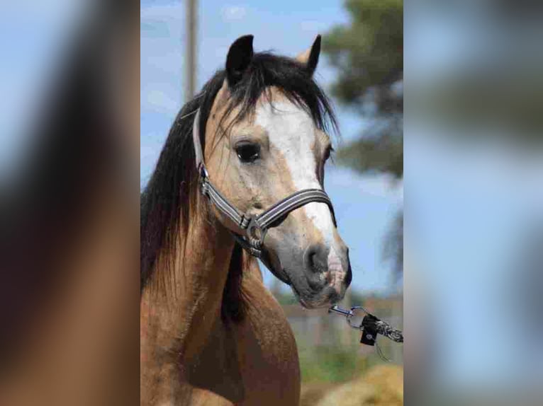 Welsh A (Mountain Pony) Mare 14 years 11,1 hh Buckskin in Herzberg