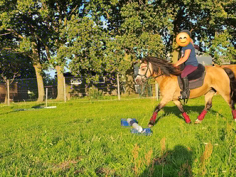 Welsh A (Mountain Pony) Mare 14 years 11,1 hh Buckskin in Dierhagen