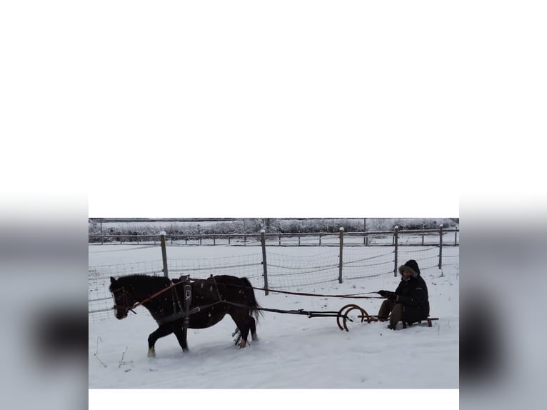 Welsh A (Mountain Pony) Mare 14 years 11,2 hh Black in Nabburg