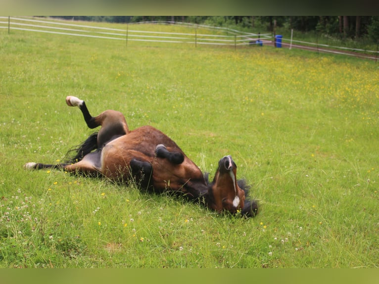 Welsh A (Mountain Pony) Mare 14 years 11,2 hh Brown in Hellenthal