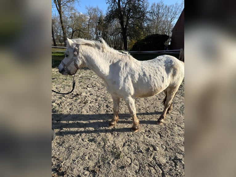 Welsh A (Mountain Pony) Mare 14 years 11,2 hh Grey in Hagen im Bremischen