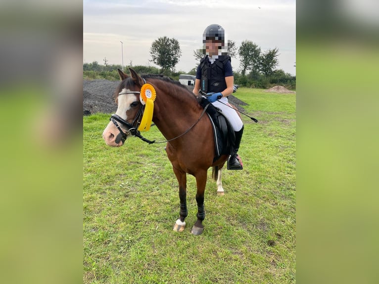 Welsh A (Mountain Pony) Mare 14 years 11,3 hh Brown in Oeversee