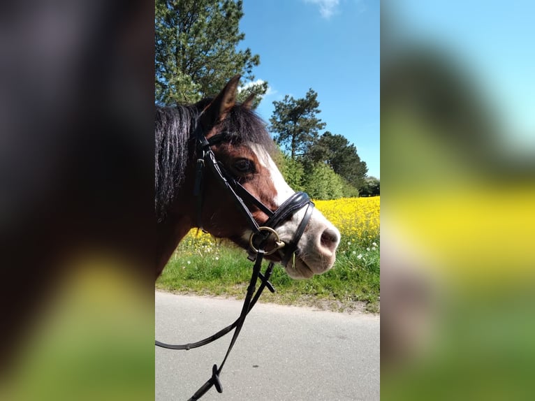 Welsh A (Mountain Pony) Mare 14 years 11,3 hh Brown in Oeversee