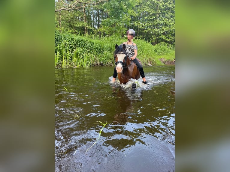 Welsh A (Mountain Pony) Mare 14 years 11,3 hh Brown in Oeversee