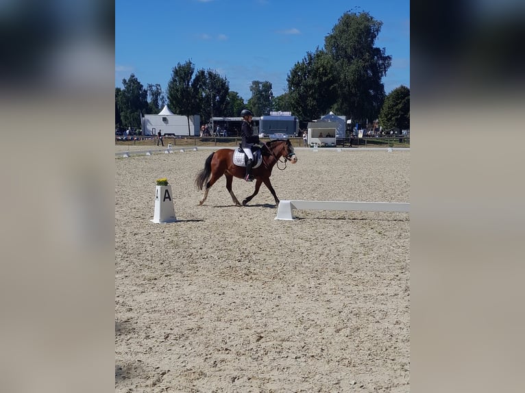 Welsh A (Mountain Pony) Mare 14 years 11,3 hh Brown in Oeversee