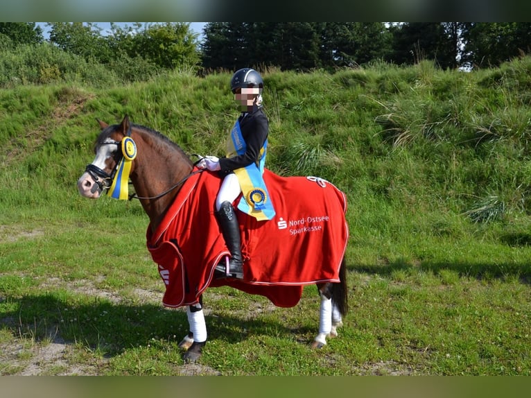 Welsh A (Mountain Pony) Mare 14 years 11,3 hh Brown in Oeversee