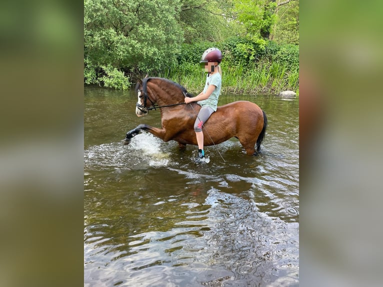 Welsh A (Mountain Pony) Mare 14 years 11,3 hh Brown in Oeversee