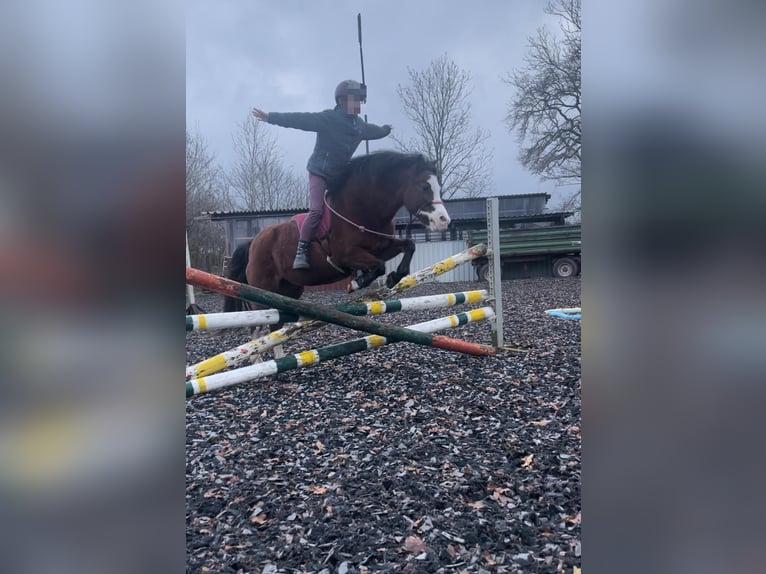 Welsh A (Mountain Pony) Mare 14 years 11,3 hh Brown in Oeversee