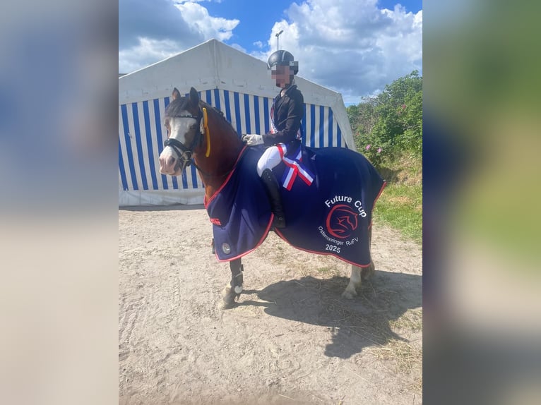 Welsh A (Mountain Pony) Mare 14 years 11,3 hh Brown in Oeversee