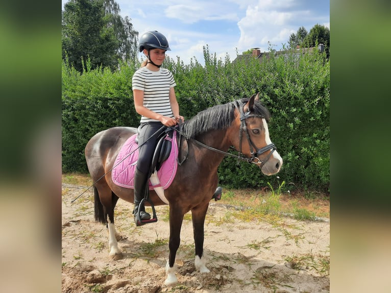 Welsh A (Mountain Pony) Mare 14 years 12.1 hh Bay-Dark in Gifhorn