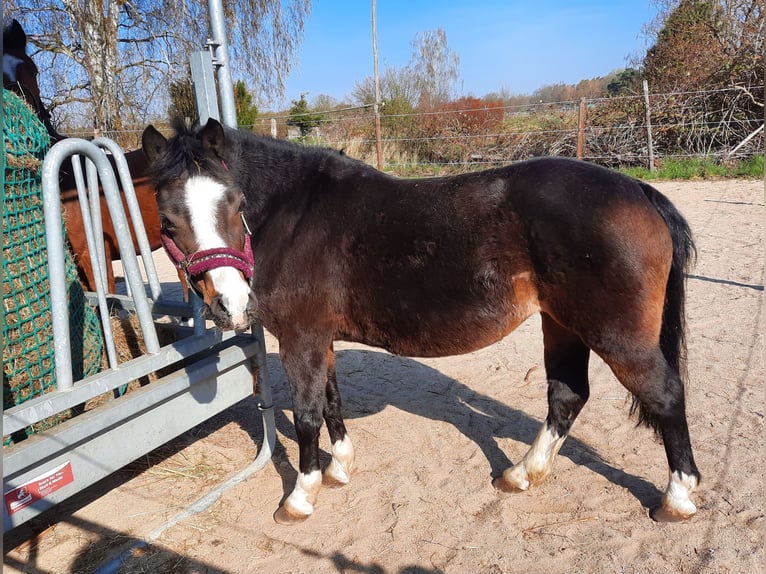 Welsh A (Mountain Pony) Mare 14 years 12.1 hh Bay-Dark in Gifhorn