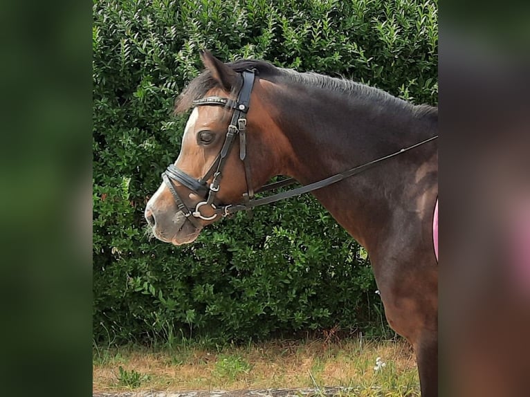Welsh A (Mountain Pony) Mare 14 years 12.1 hh Bay-Dark in Gifhorn