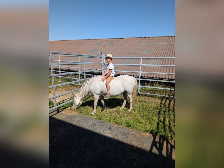 Welsh A (Mountain Pony) Mix Mare 15 years 10,2 hh Grey-Fleabitten in Swisttal Welsh A (Mountain Pony) Mix Mare 15 years 10,2 hh Grey-Fleabitten in Swisttal