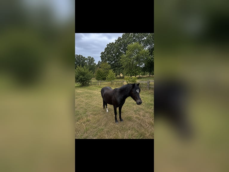 Welsh A (Mountain Pony) Mare 15 years 11.1 hh Black in Norderstedt