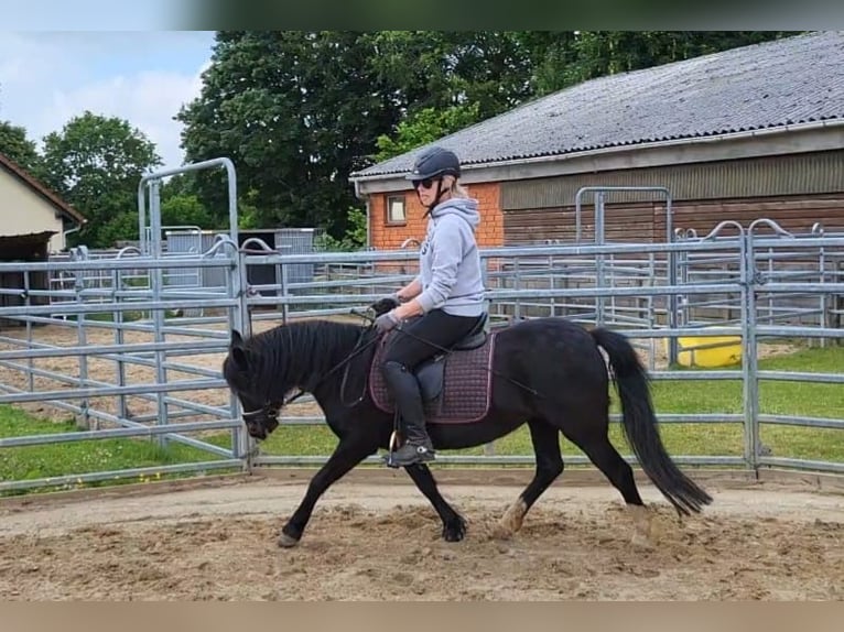 Welsh A (Mountain Pony) Mare 15 years 11.1 hh Black in Norderstedt