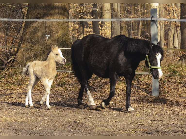Welsh A (Mountain Pony) Mare 15 years 11.2 hh Black in Neumünster