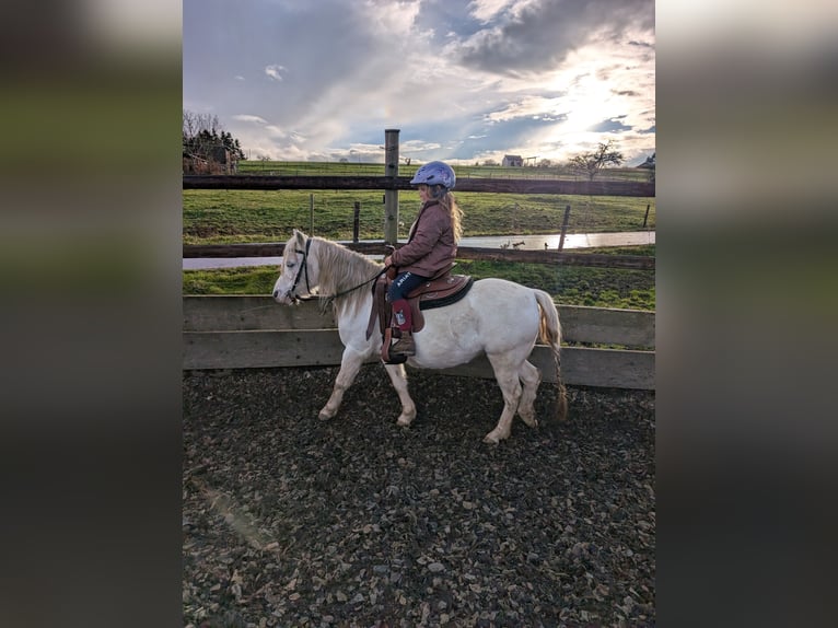 Welsh A (Mountain Pony) Mix Mare 15 years 11 hh Grey-Fleabitten in Swisttal