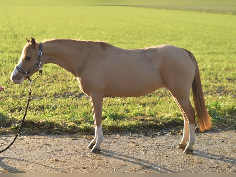 Welsh A (Mountain Pony) Mix Mare 15 years 11,1 hh Sorrel in Geilenkirchen