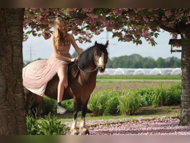 Welsh A (Mountain Pony) Mare 15 years 11,2 hh Brown in Zwingenberg