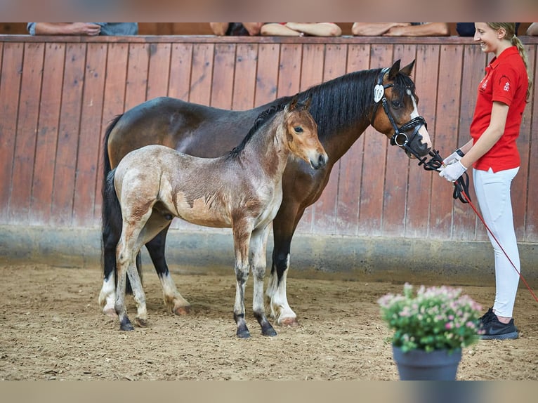 Welsh A (Mountain Pony) Mare 15 years 11,2 hh Brown in Zwingenberg