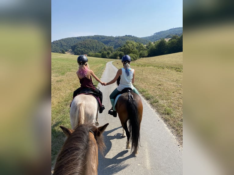 Welsh A (Mountain Pony) Mare 15 years 11,2 hh Brown in Zwingenberg