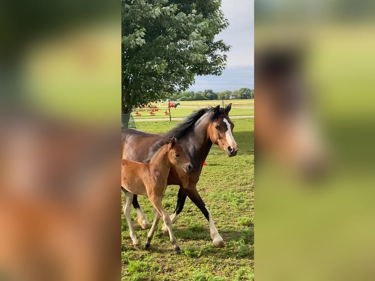 Welsh A (Mountain Pony) Mare 15 years 11,2 hh Brown in Zwingenberg