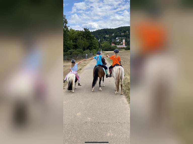 Welsh A (Mountain Pony) Mare 15 years 11,2 hh Brown in Zwingenberg