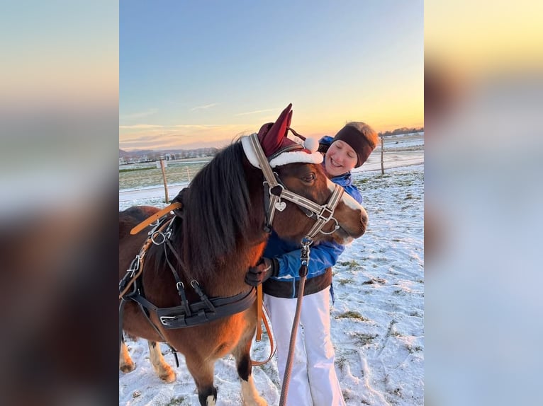 Welsh A (Mountain Pony) Mare 15 years 11,2 hh Brown in Zwingenberg