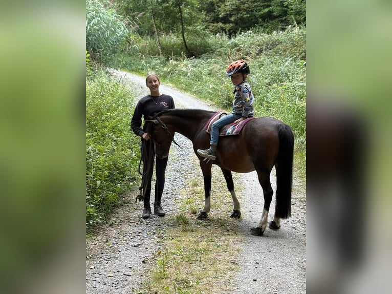 Welsh A (Mountain Pony) Mare 15 years 11,2 hh Brown in Zwingenberg