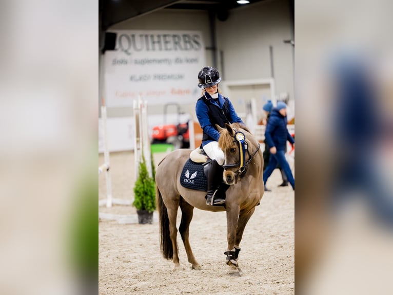 Welsh A (Mountain Pony) Mare 15 years 12 hh Chestnut in Poznań