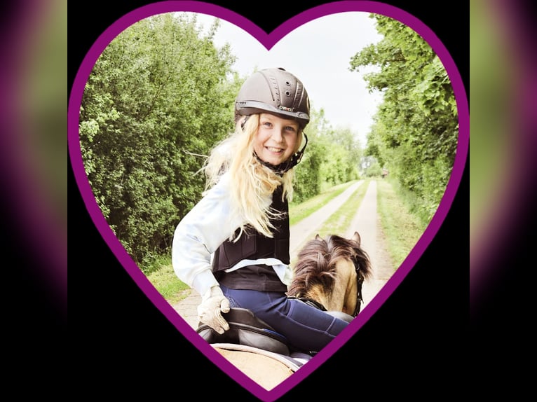 Welsh A (Mountain Pony) Mare 15 years 12 hh Dun in Heide