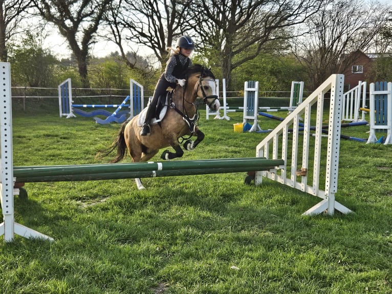 Welsh A (Mountain Pony) Mare 15 years 12 hh Dun in Heide