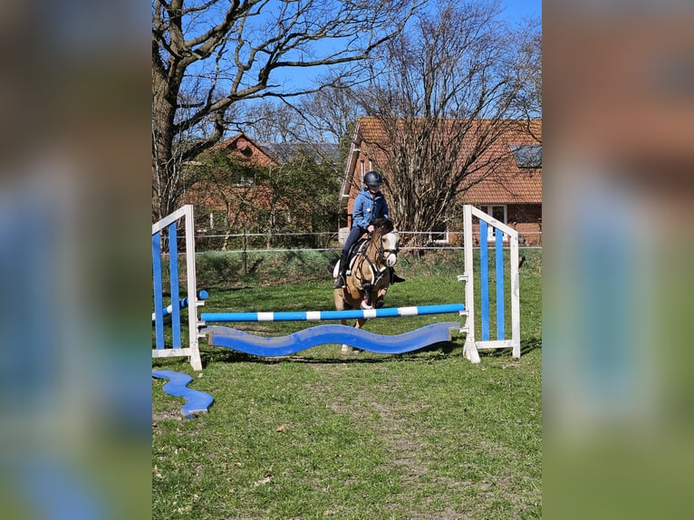 Welsh A (Mountain Pony) Mare 15 years 12 hh Dun in Heide