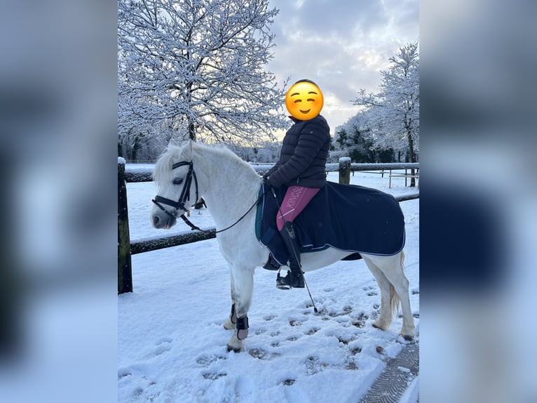 Welsh A (Mountain Pony) Mare 16 years 11.1 hh Grey in Nettetal