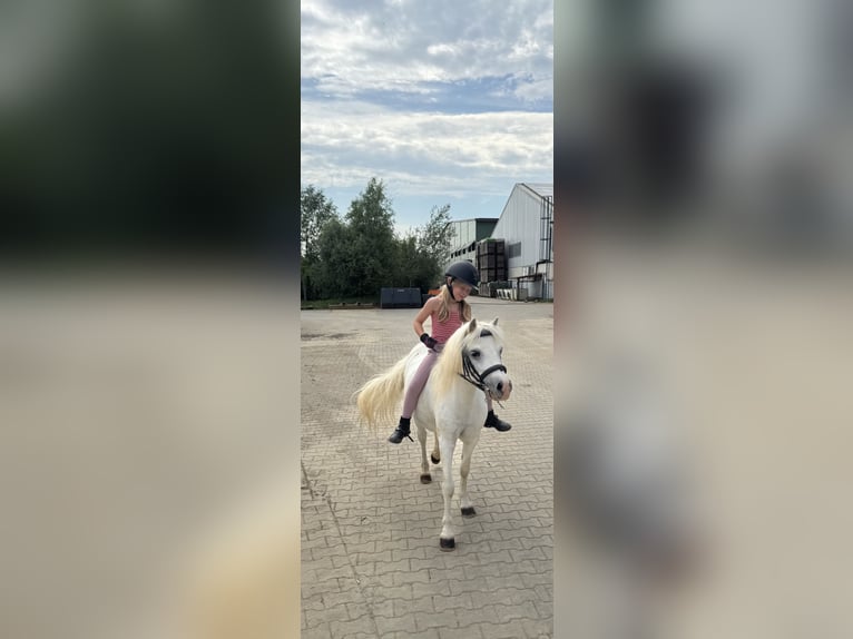 Welsh A (Mountain Pony) Mare 16 years 11.2 hh Grey in Blindheim