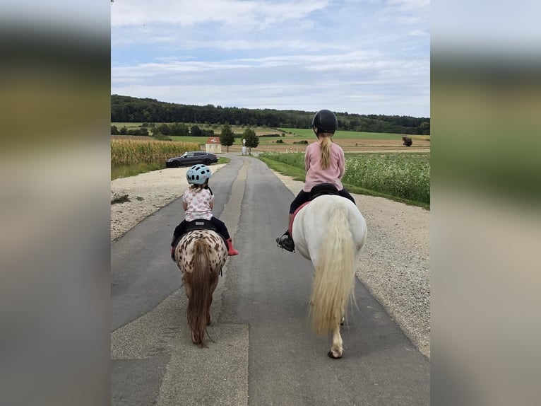 Welsh A (Mountain Pony) Mare 16 years 11.2 hh Grey in Blindheim