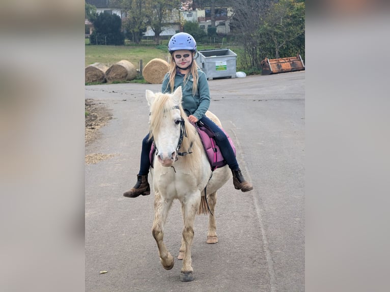 Welsh A (Mountain Pony) Mix Mare 16 years 11 hh Grey-Fleabitten in Swisttal