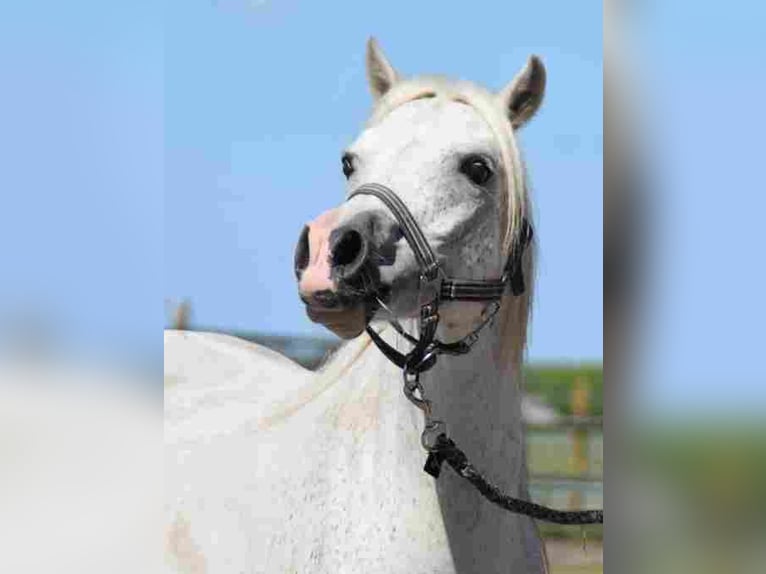 Welsh A (Mountain Pony) Mare 16 years 11,1 hh Gray-Red-Tan in Herzberg