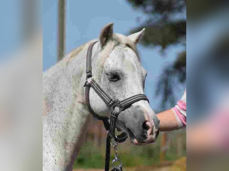 Welsh A (Mountain Pony) Mare 16 years 11,1 hh Gray-Red-Tan in Herzberg
