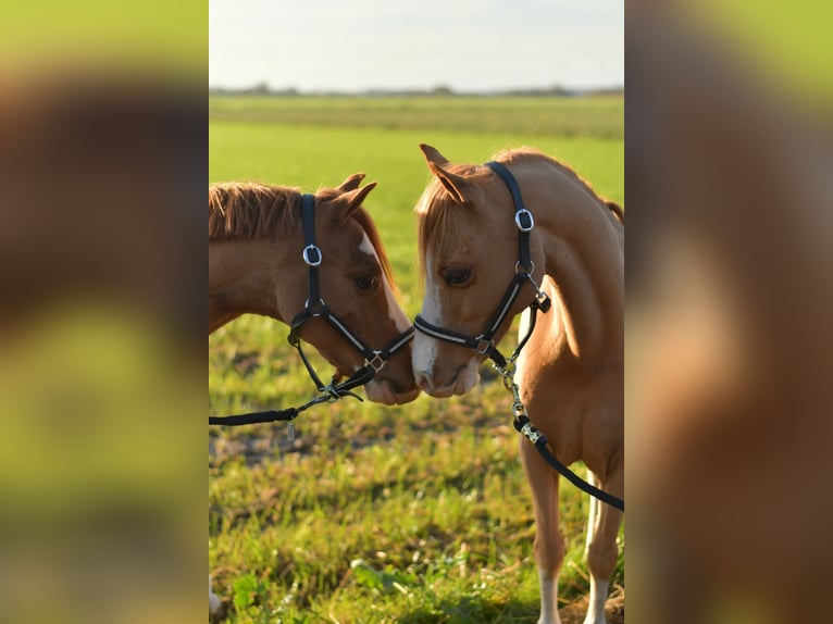 Welsh A (Mountain Pony) Mix Mare 16 years 11,1 hh Sorrel in Geilenkirchen